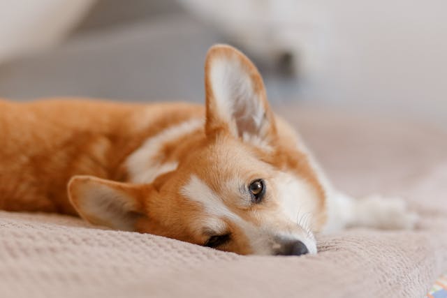 a corgi resting on a bed